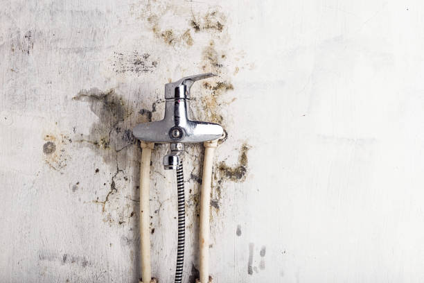 Best Mold Removal Company Near Me  in Mulino, OR