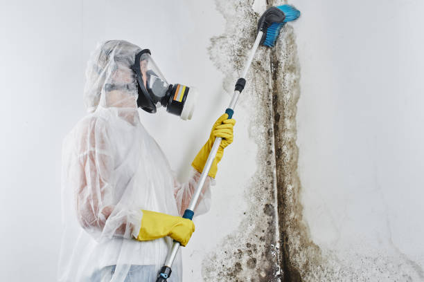 Home Mold Removal in Mulino, OR