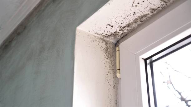 Office Mold Removal Services in Mulino, OR