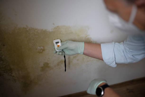 Best Fast Mold Removal  in Mulino, OR