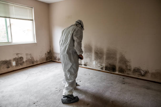 Best Office Mold Removal Services  in Mulino, OR