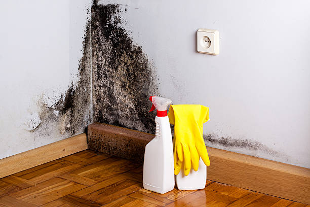 Best Mold Testing  in Mulino, OR