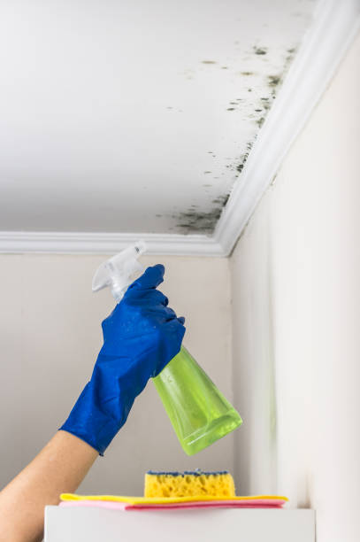Crawl Space Mold Removal in Mulino, OR